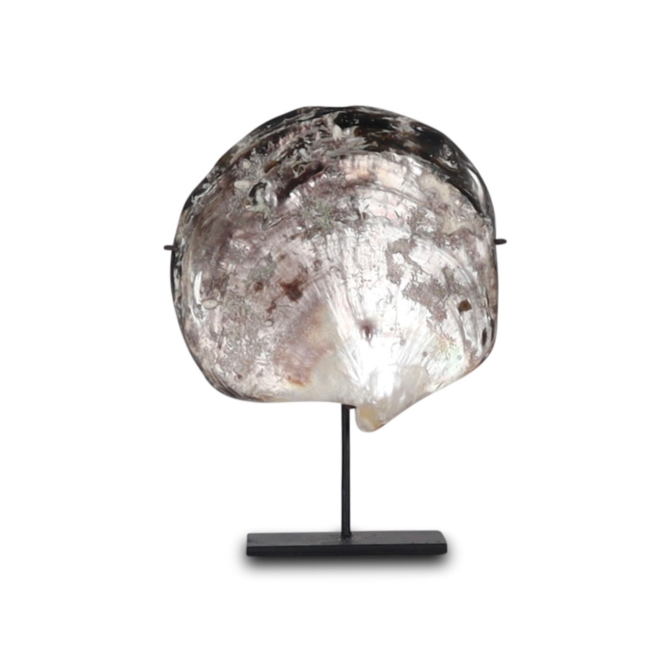 Djawai shell on stand