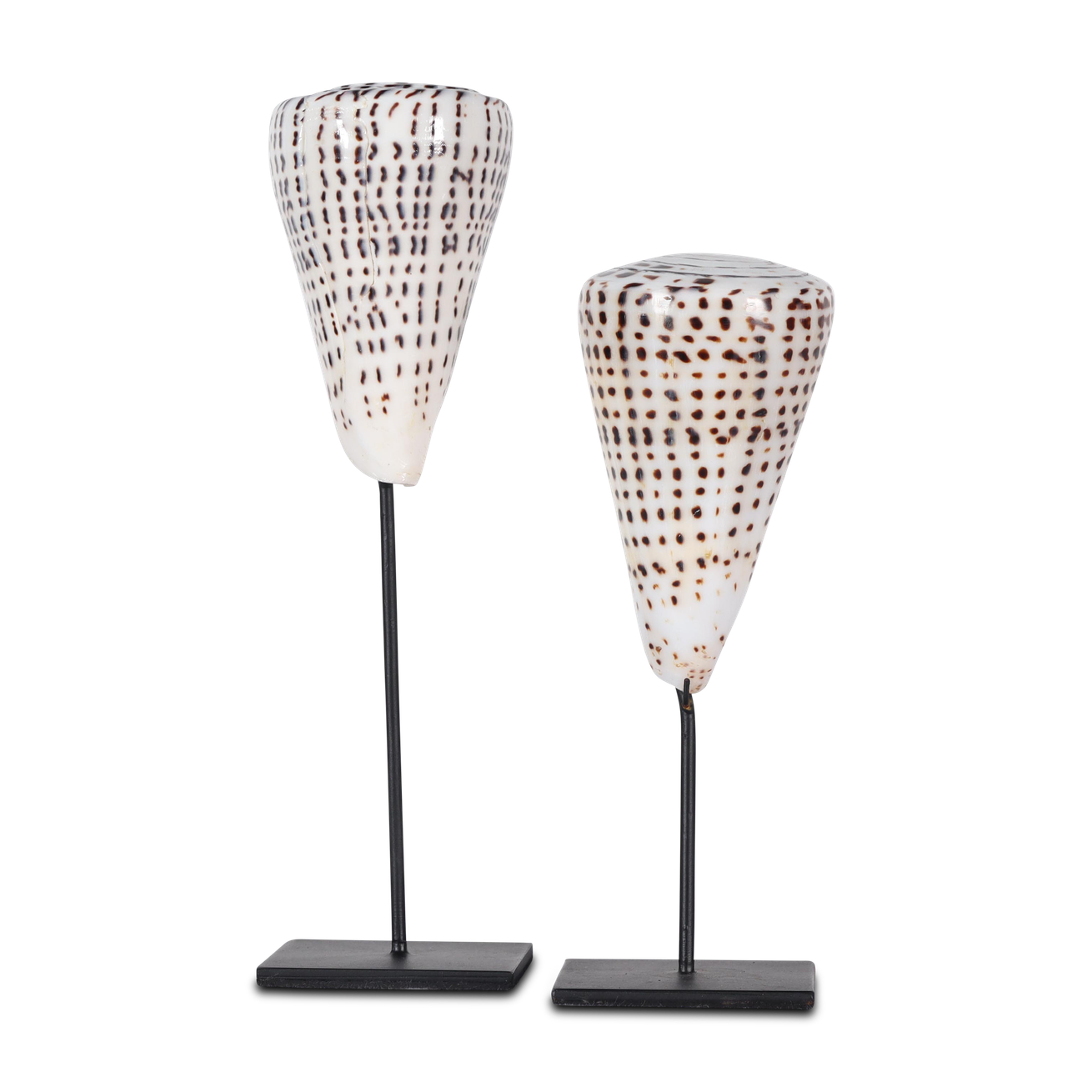 Kiunga shell on stand besar