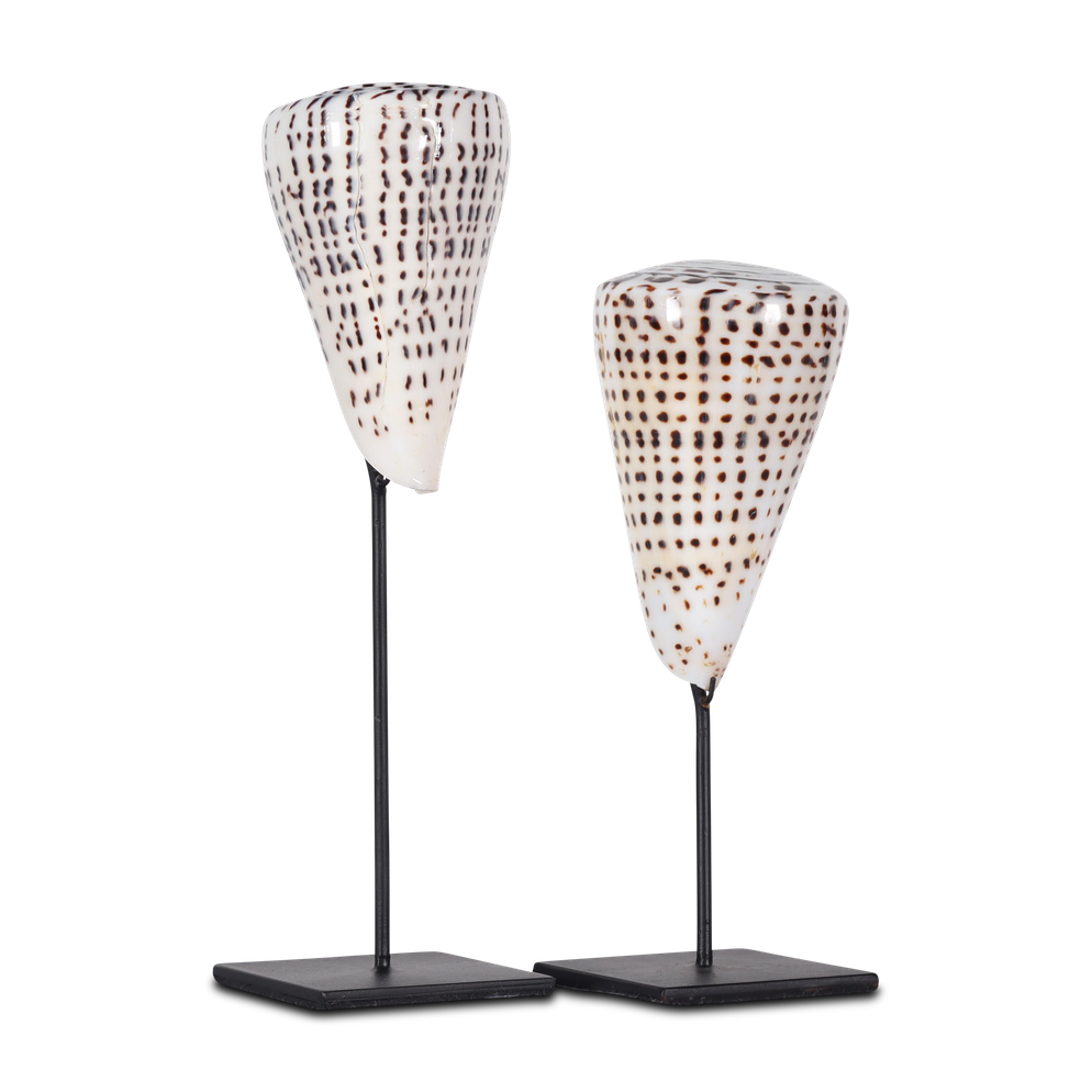 Kiunga shell on stand besar