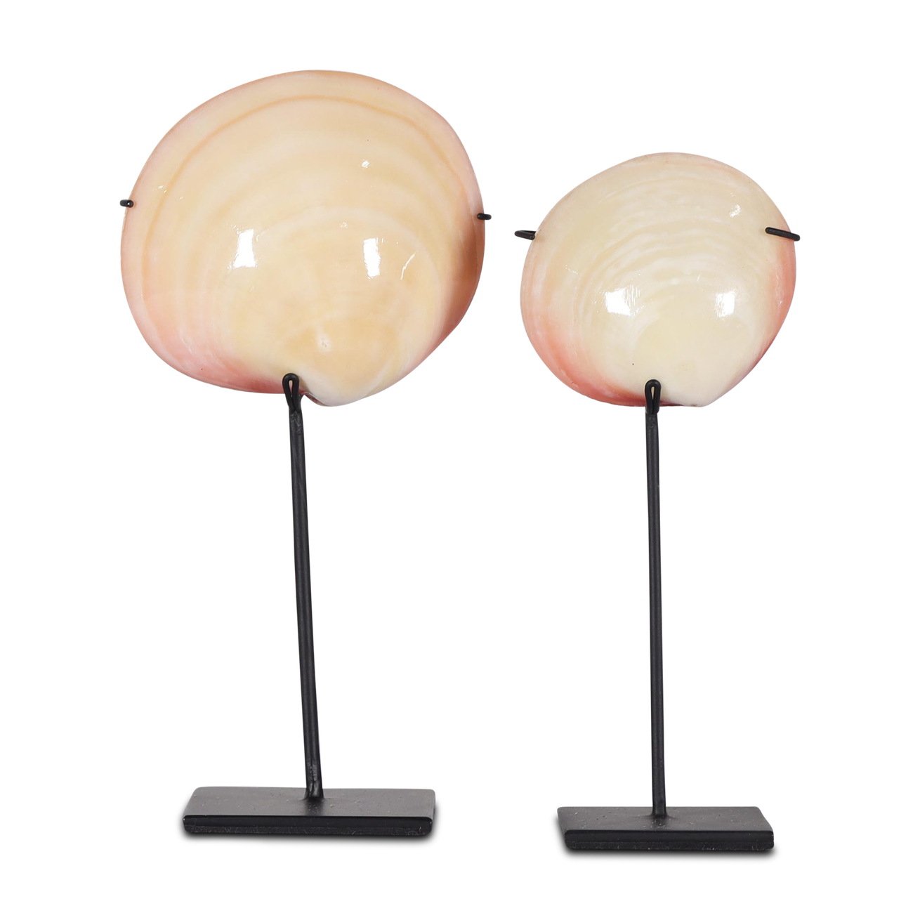 Wokole pink shell on stand S