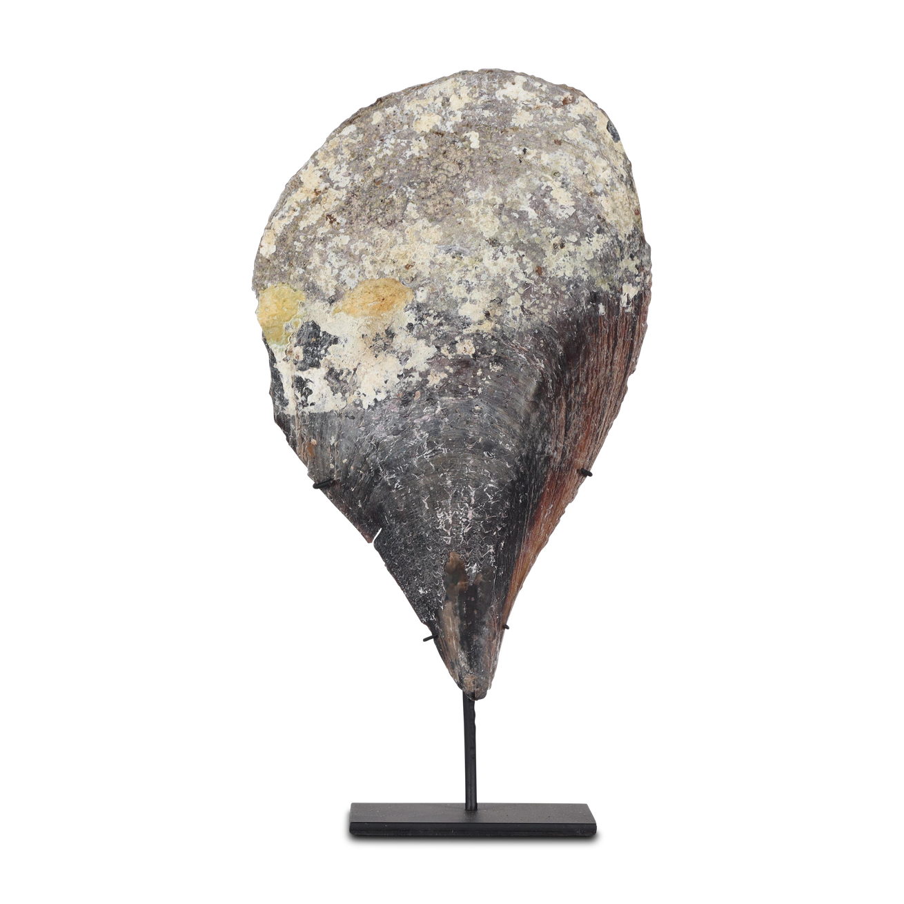 Wadung shell on stand