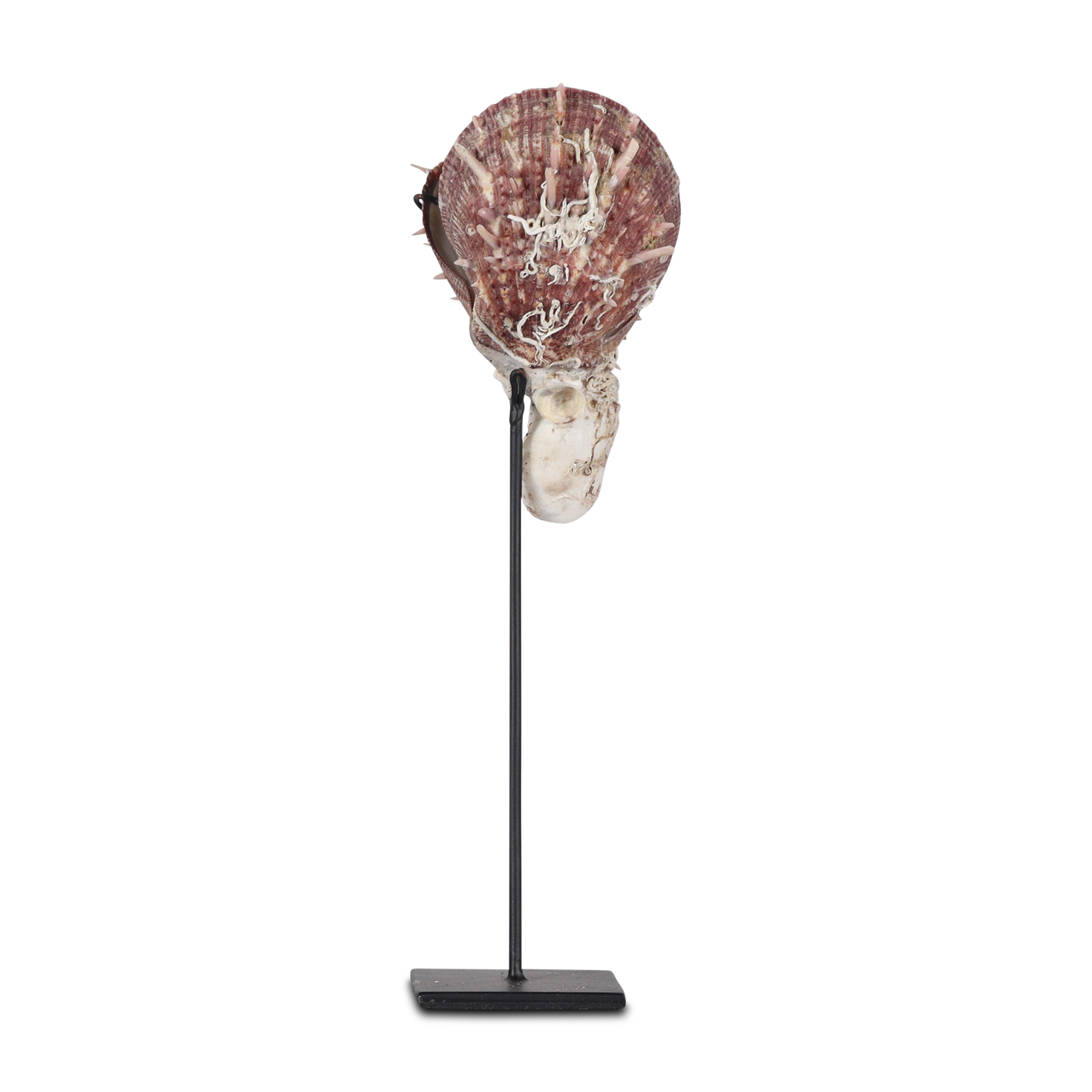 Lawele tusk shell on stand