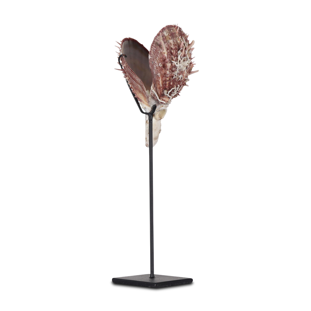 Lawele tusk shell on stand
