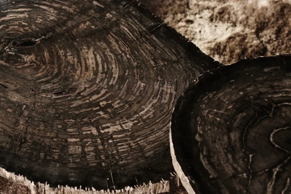 Cigaru coffeetable petrified wood Sangat