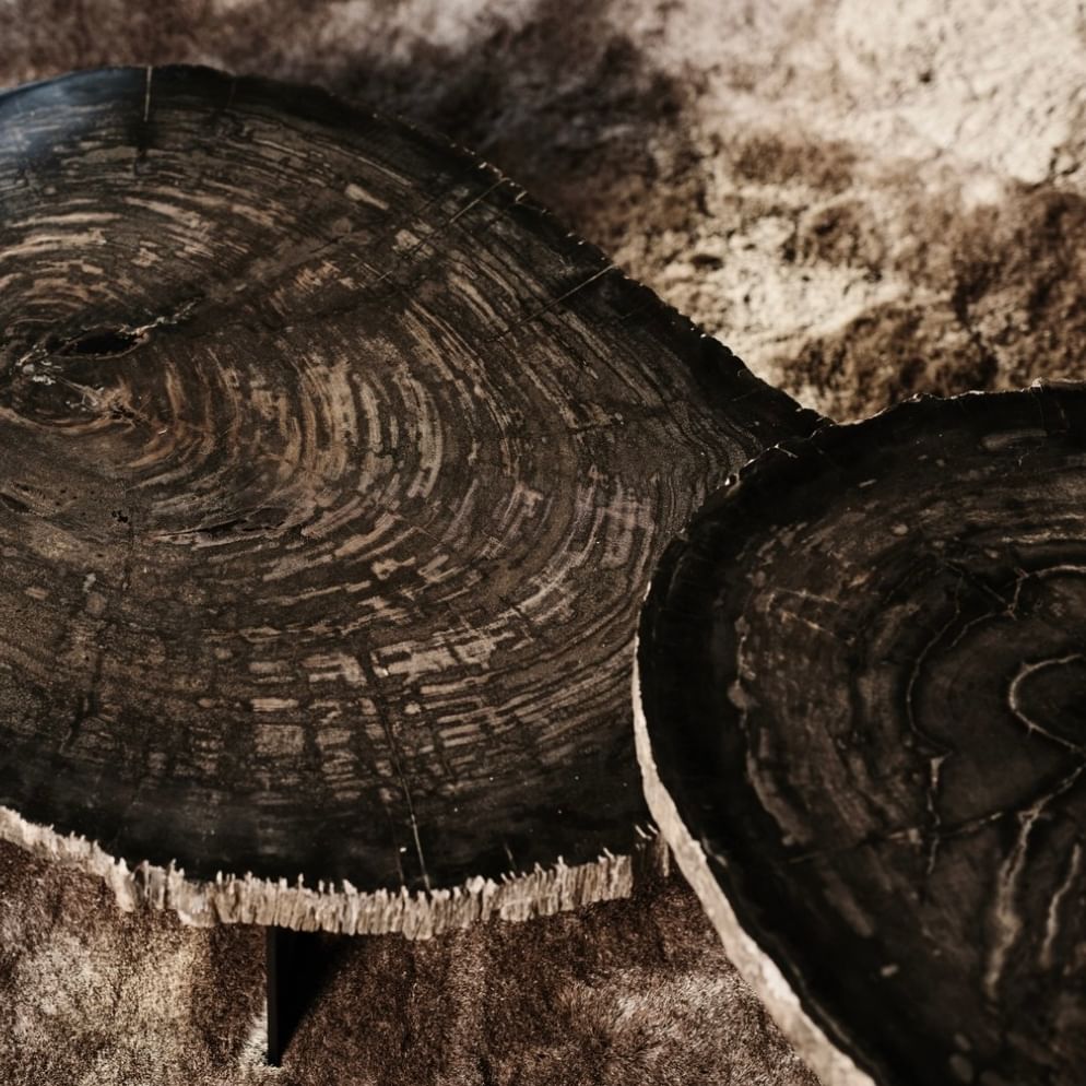 Cigaru coffeetable petrified wood besar