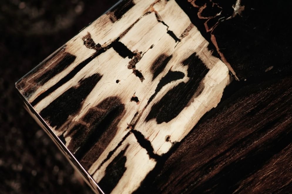 Masamba coffeetable petrified wood