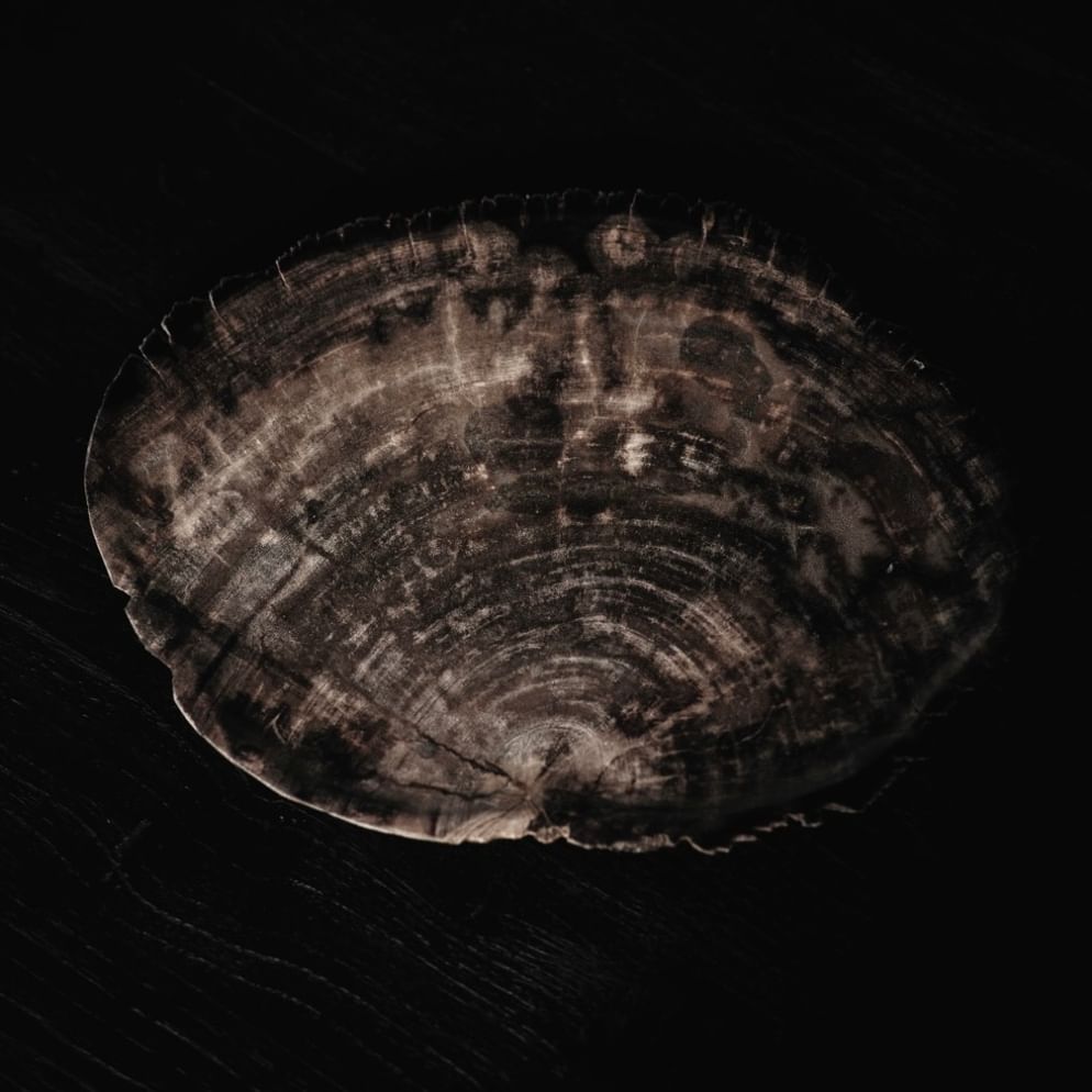 Santosa petrified wood plate